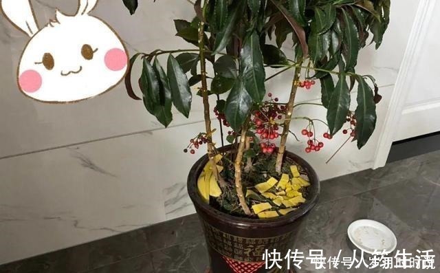 叶子|它是天然叶面肥，一擦一喷，叶子比打了蜡还亮！