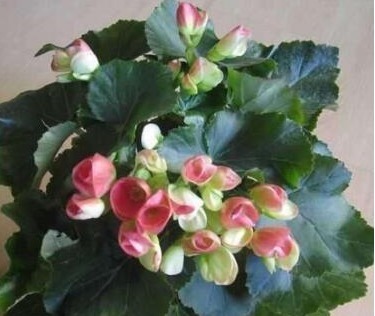 “2种天天花”家里养一盆，一年300多天有花看，好养又漂亮，值！