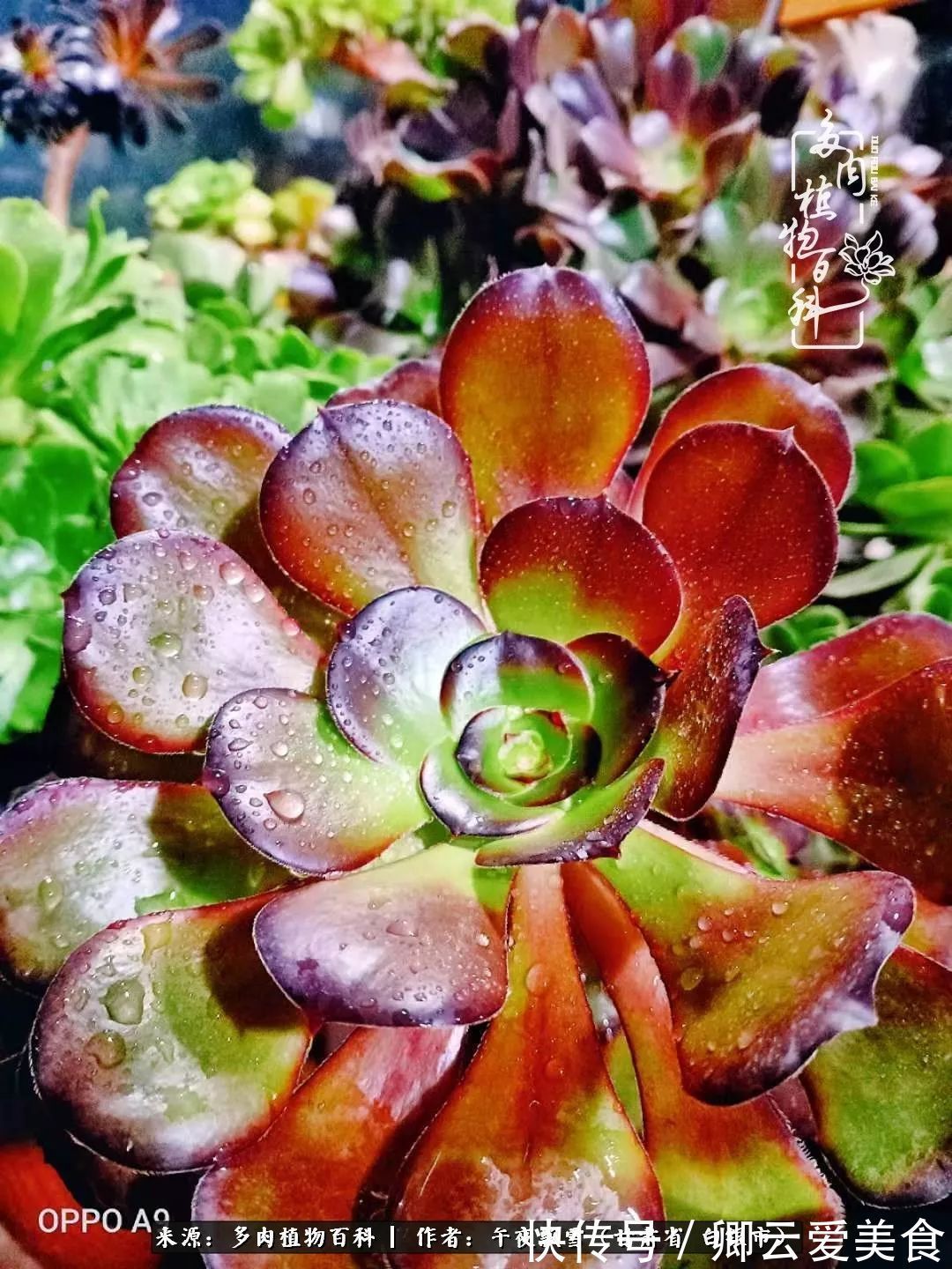 久在晴冬等雪来——北方阳台党的多肉成长历程！