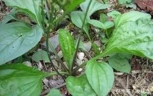 野草|农村此野草煮水喝，清肝明目，治小便不通，功效很牛，可别错过了