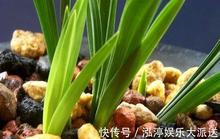 新芽|烂根的兰花长出新芽,能活吗学会这“4步”,养兰是关键