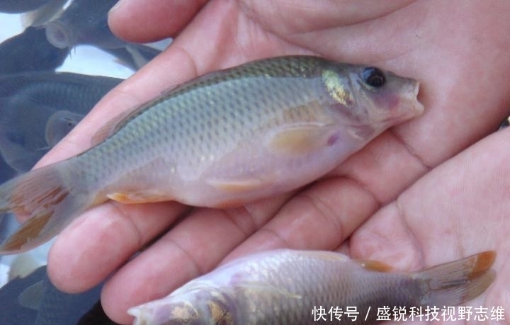 为什么说野钓就要钓钝,这几个原因告诉你,钓钝到底有多实用