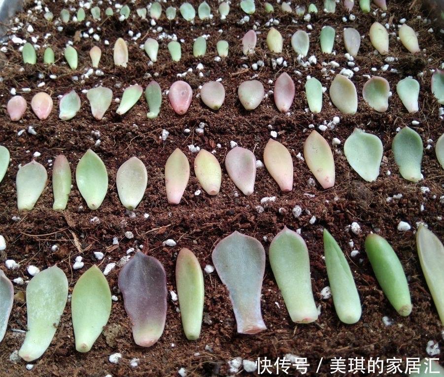 长寿花|只要一片叶子就能插活的花,有3种,繁殖了一盆又一盆