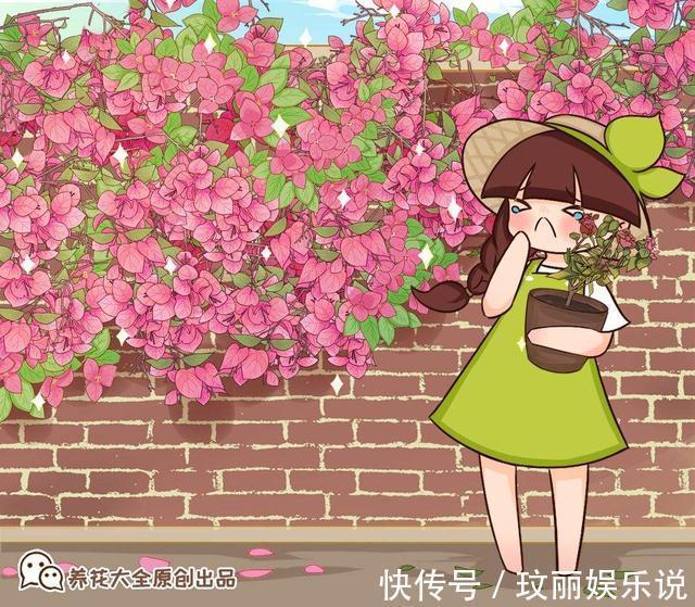 三角梅|5种花越养越上瘾,只要养好一盆,就会特别喜欢