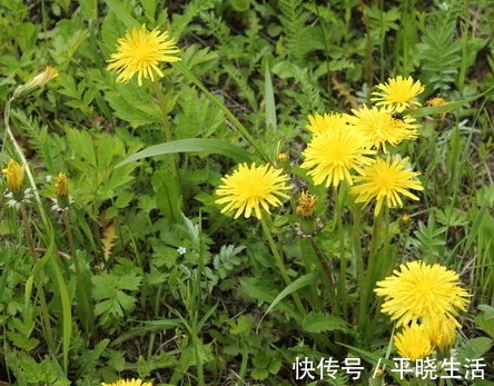 色斑|蒲公英和此物一起泡,连喝15天,腰细了,色斑淡了,皮肤更细腻