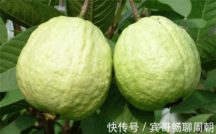 降压|入秋后,每天食一个,胜过10个苹果,降压抗癌防衰老,老少皆宜