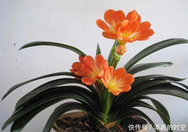 土壤|君子兰浇水,掐准“时间”,不早不晚“刚刚好”,养出肥厚好叶片