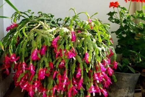 养花:保证养一盆旺一盆?更换盆栽土添上这个好东西,没问题