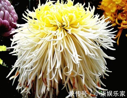 喜欢菊花，不如养盆红袖玫瑰，寓意红颜知己，花开娇艳动人