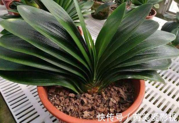 家里养花用它们做肥料,既能个个长爆盆,还能省下不少买肥钱