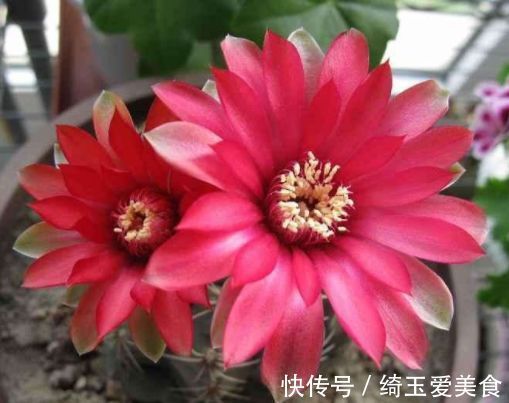 幽香|4种美丽的花，开花幽香暗淡，花型圆滚惹人爱，值得拥有