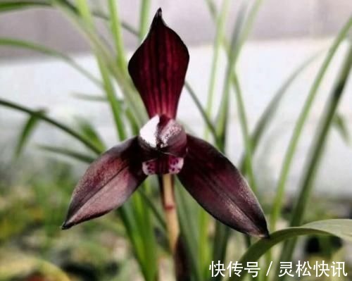 这三种兰花，花旺人更旺，花红浓香，百看不厌，是冬日养兰首选