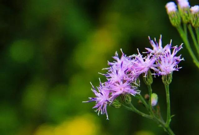 杂草|农村一种野草,花朵很美丽,人们常把它当作杂草,殊不知价值珍贵