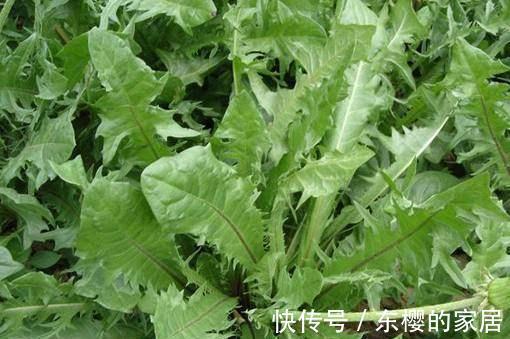 养肝护肝|女人养肝就是抗衰老，3种野菜，养肝护肝，清热解毒，清肝明目