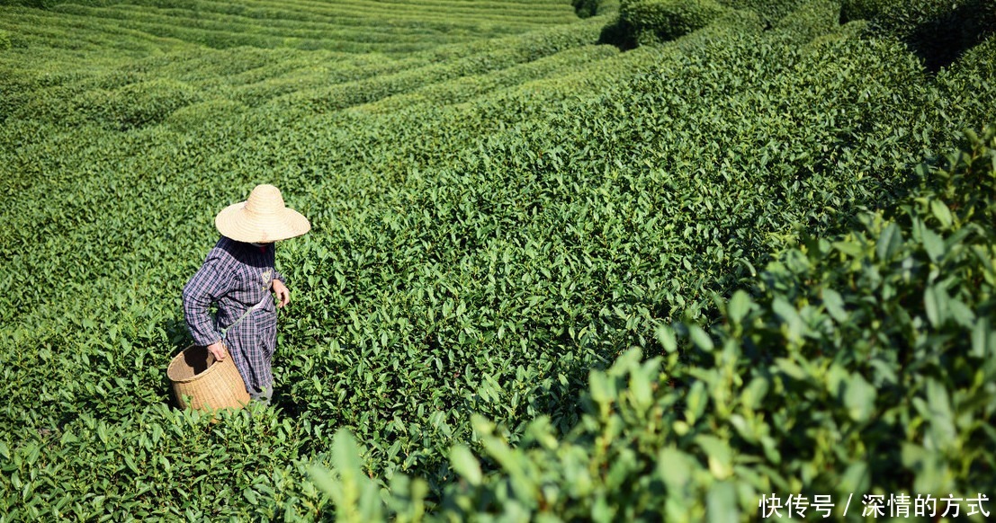 肥胖|茶叶冷知识：哪种茶叶最减肥？