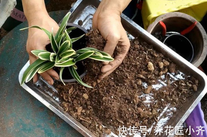又到3种“垃圾”最多的季节，如果家中有别扔，用来养花特别棒