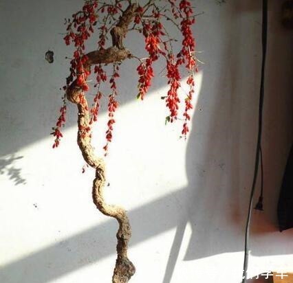 枸杞盆栽这样养,长得枝叶繁茂,结出1树红果子,还能长成盆景!