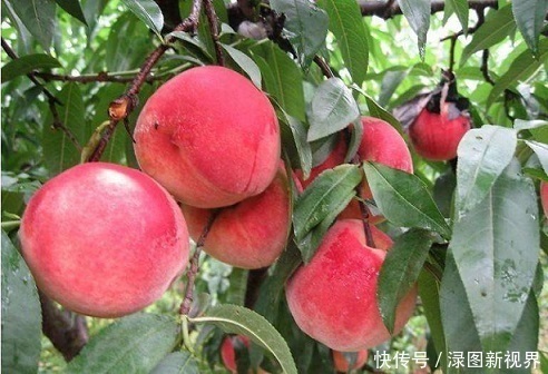 无花果|女人不想子宫早衰,多吃以下3种水果,改善贫血,子宫更光滑