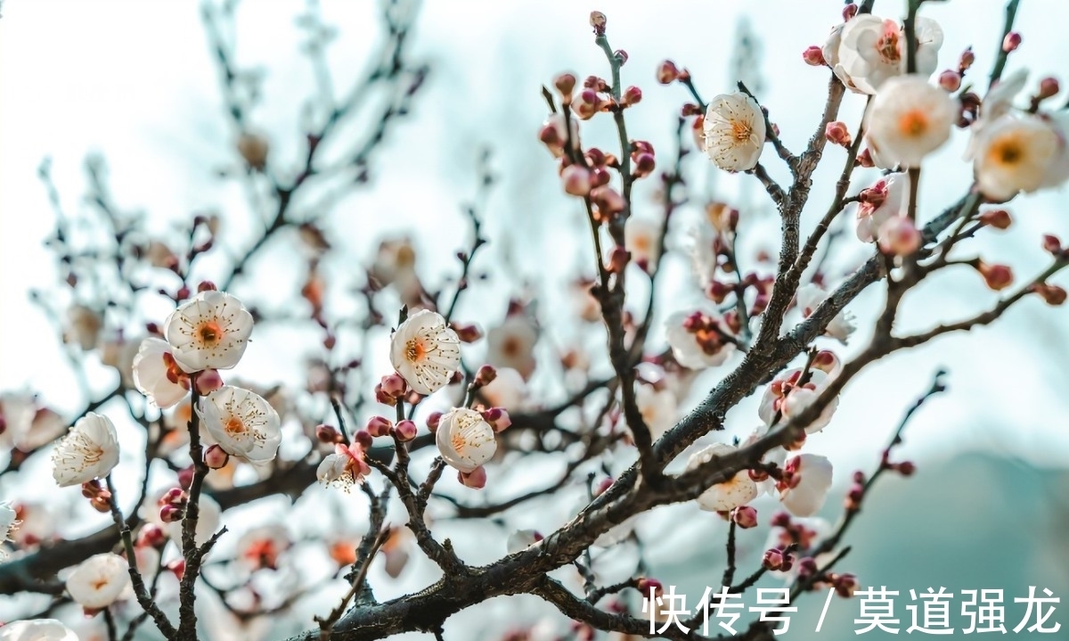 咏梅花$咏梅花最优秀的10首词排名,前两名伯仲之间,从这一角度分出高低