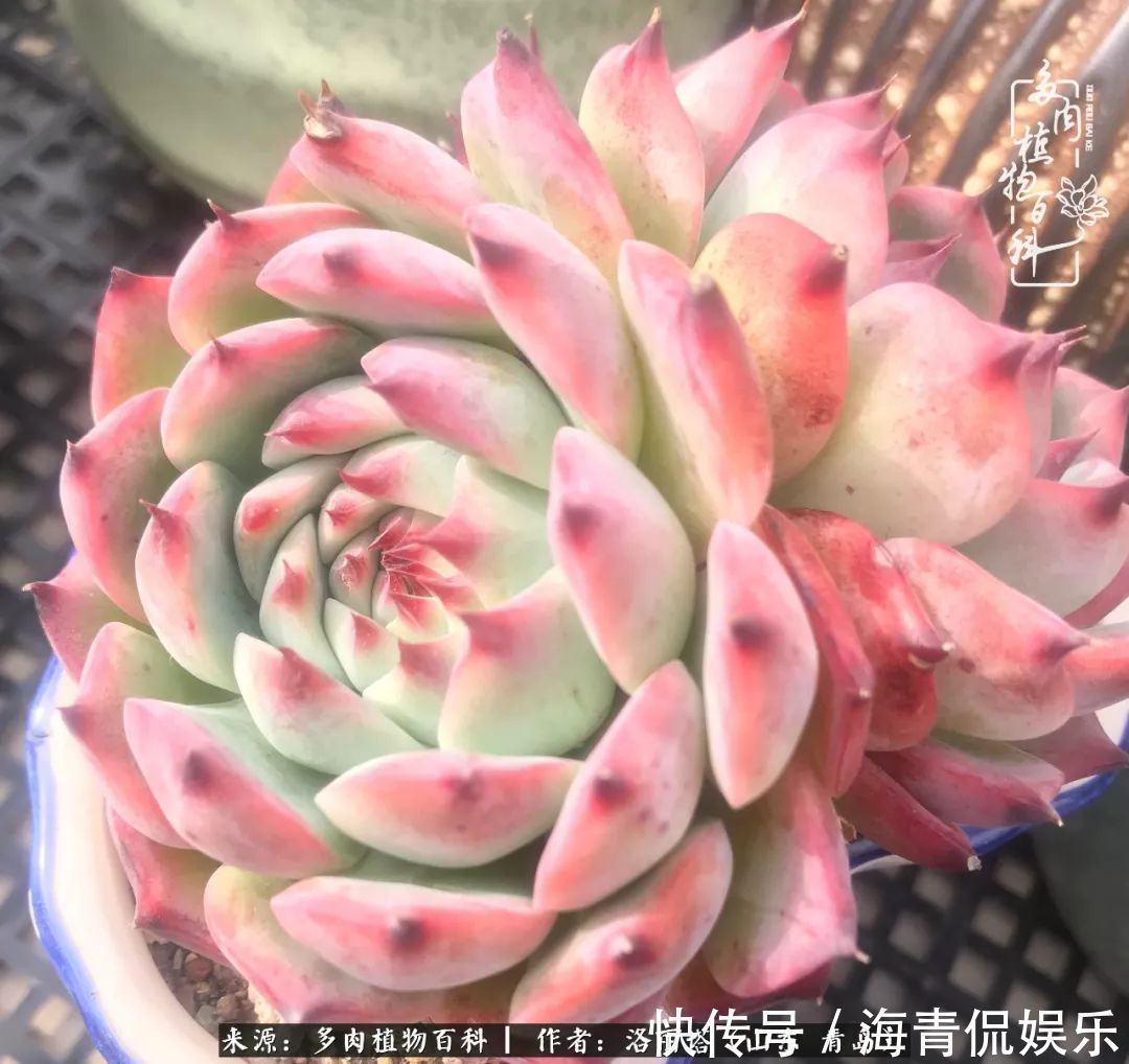 白月影|我和我的“多肉恋人”,怎么样有没有惊艳到你!