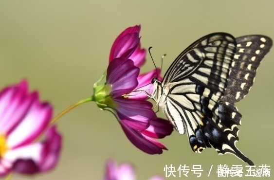 阴霾|未来七天，4属相走出阴霾，机遇出现，心想事成，财源不断