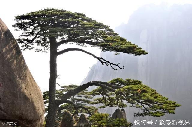 黄山|中国最贵的三棵树，前两棵配有警卫，最后一个却有点不一样