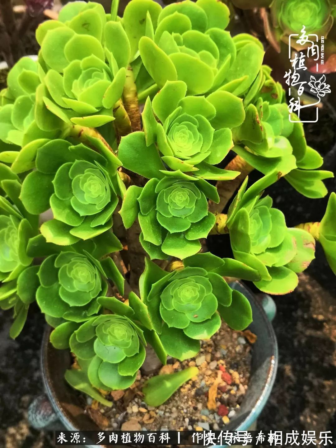 何以解忧,唯有多肉!目光所及,皆是喜欢!