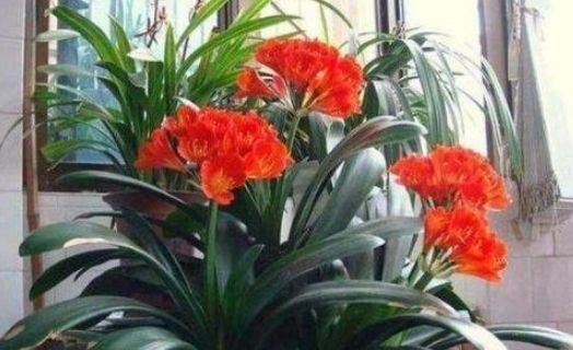 养花换盆时,多“加”1物,花卉“10年”不烂根,叶子绿,开花多