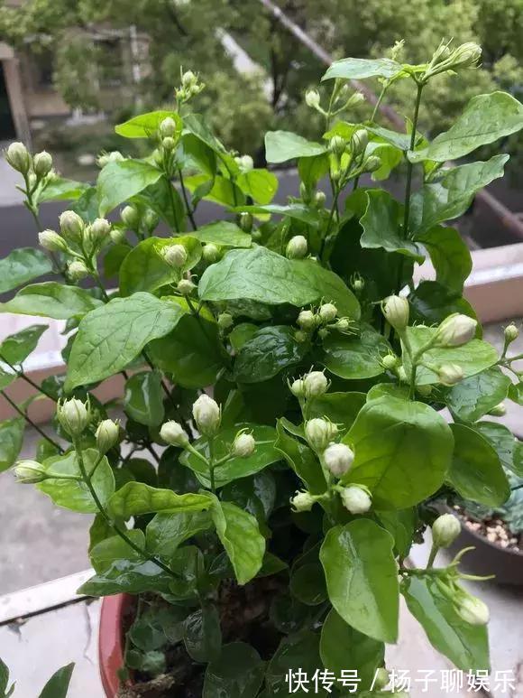 花儿|3种花是“醋坛子”，每周浇上1小勺，不烂根不黄叶，花开不停！