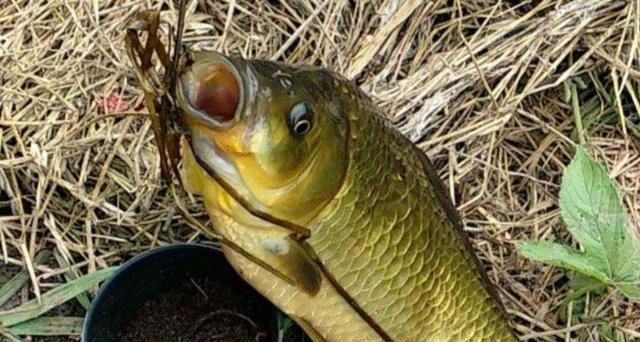 鱼盲钓了一百多条小草鱼，回家准备养起来，却成了村里的笑话