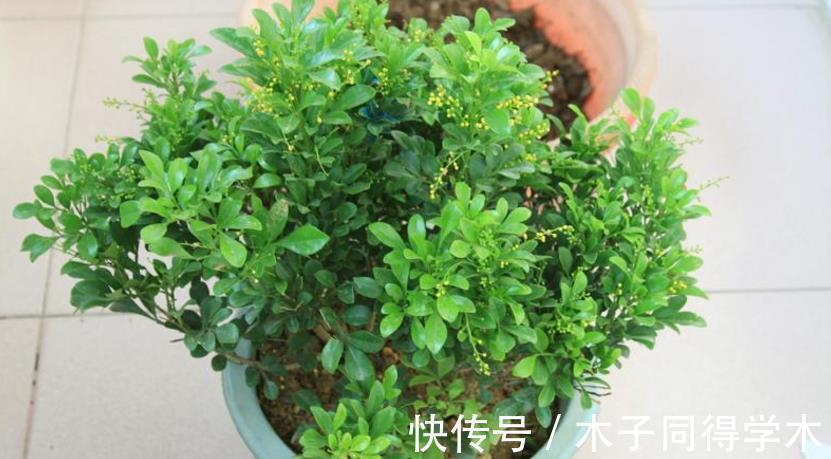 花友们|这4点打理好，阳台盆栽米兰，小小黄花一年四季挂满枝头