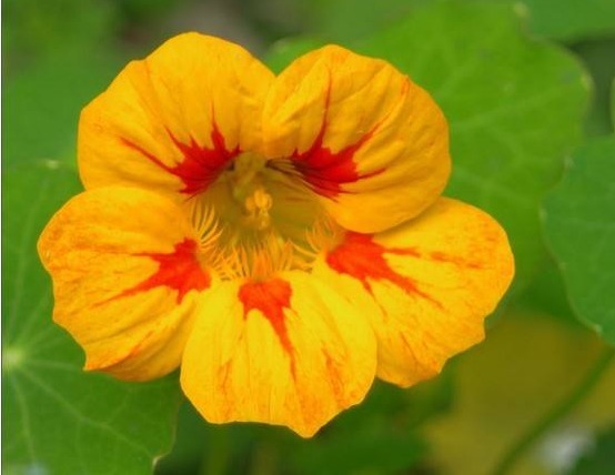 此花被称为“开花机器”，全年开花不断，花开繁盛惹人爱，美爆了