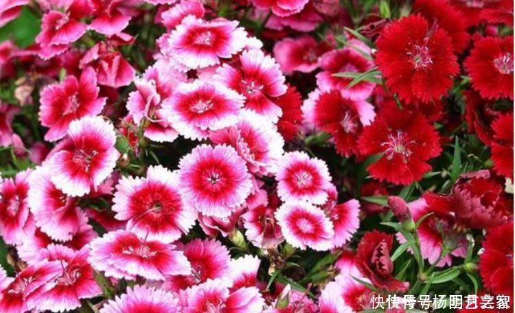 4种花养在家,一整年都有好运气,养上一盆四季欣赏,好活还不贵