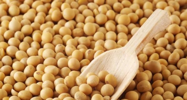 养花经验分享：豆饼、黄豆制成肥料期间，该注意哪些细节？