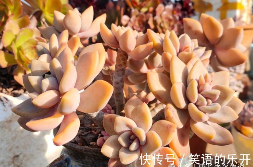 多肉冬美人冬天施肥?也可以,但用肥有讲究,不然会变“冬霉人”