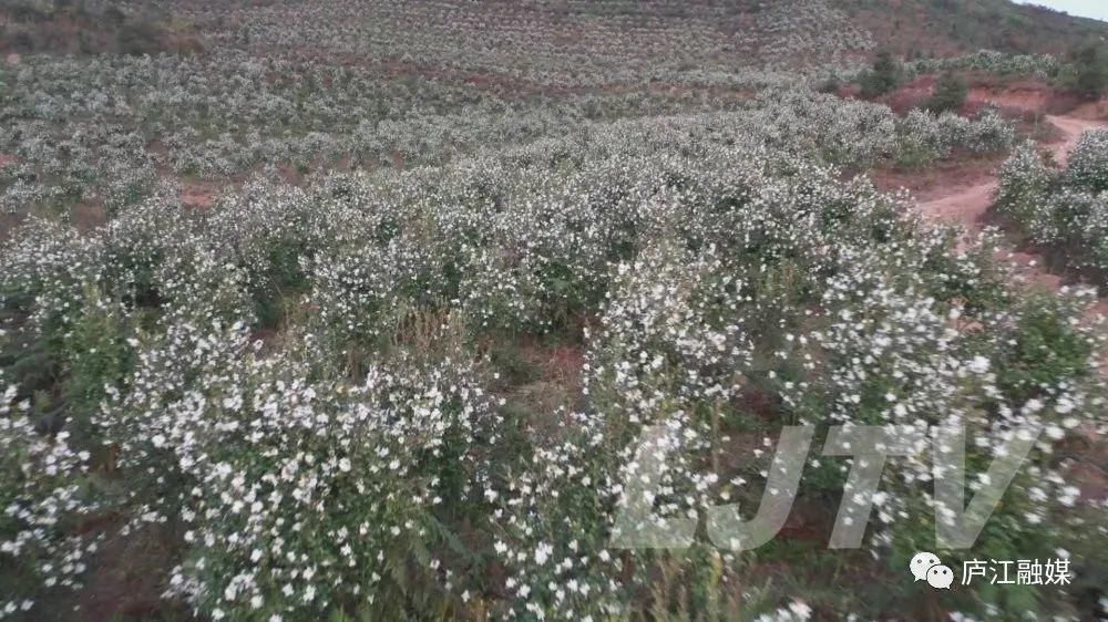 的花海|美景如画！庐江这片2000亩的花海你来过吗？