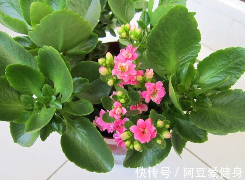 长寿花|养花就养这5款植物,大吉大利,盆栽打理方法简单