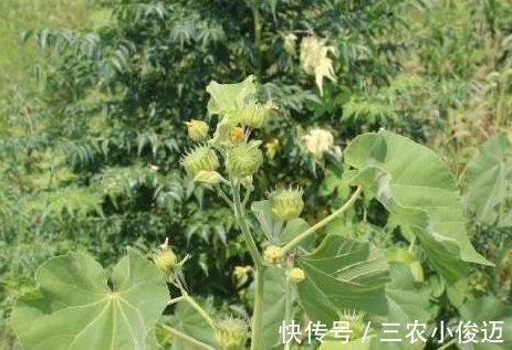 植株|农村茅厕边上的野草,可以用来治耳鸣,如今一斤10元成稀罕