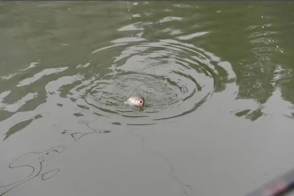 想要清晰的顿口,吃铅是要轻一点还是大一点