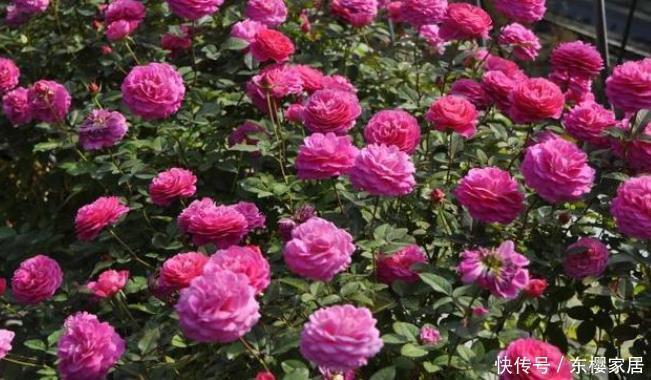 花朵|20款露台月季品种,超级丰花、适合露台、阳台盆栽,皮实好养