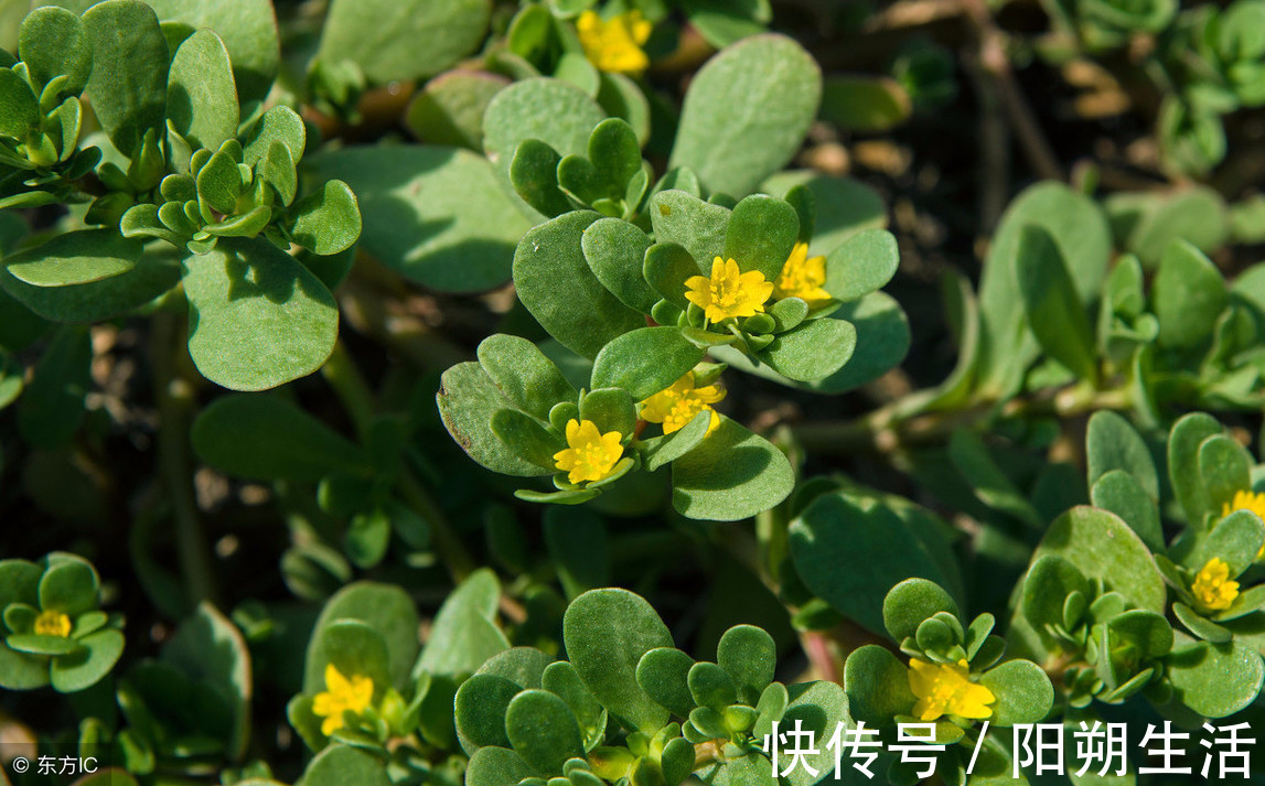 验方|秋冬“缠腰蛇”多发,会传染,试试民间小验方,少遭罪、好得快!