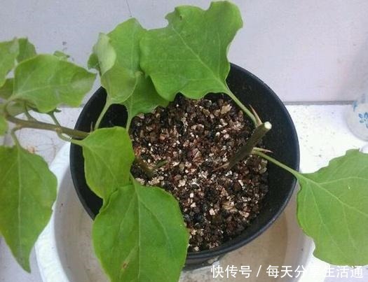 一起学习琴叶榕扦插,注意3点,做好完整6步,生根发芽容易!