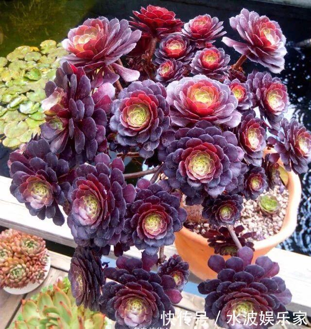 品种|多肉狠心砍1刀,窜出一圈新芽,花盆都容不下它了!