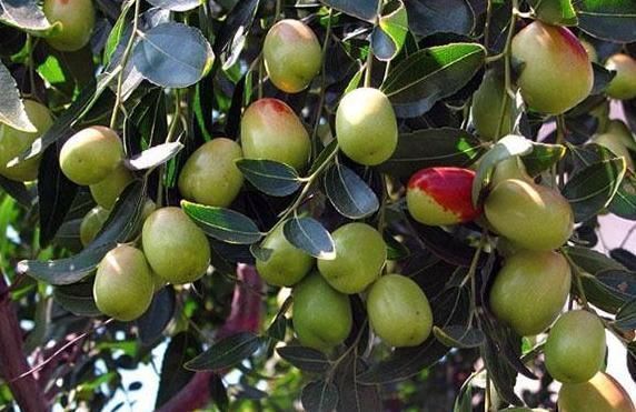 枸杞|山楂加枣泡水饮,相当于半小时的“运动”,助美白还治失眠!