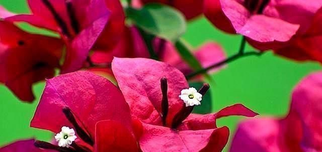 学会给三角梅“打顶”,小苗变盆景,一年四季花开满枝头