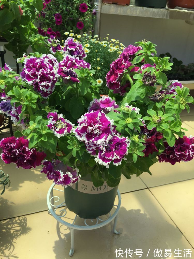 碧冬茄|家里有异味,不如养这些花朵,花开美艳动人,清香四溢保你睡眠好