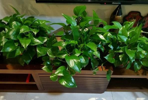 橡皮树|君子兰肥到流油,长寿花开不断,原来他用了这个小方法!