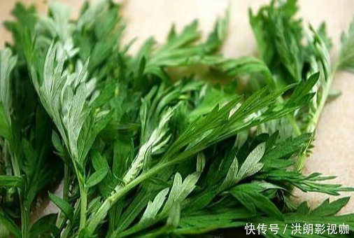 厕所|能“吸臭”的4种花,去除厕所臭味,花朵散发清香,对阳光需求少