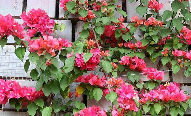 三角梅不开花,简单“4步”操作,30天变“花树”