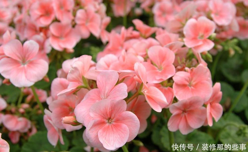 大花球|天竺葵扦插的几个“小妙招”,生根快,长得快,六十天开出大花球